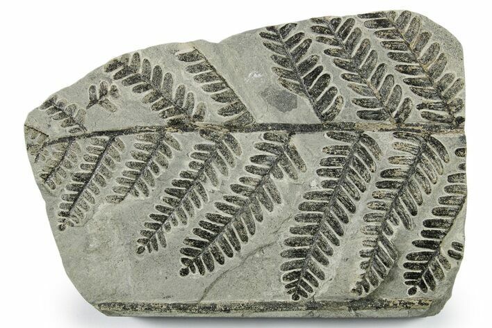 Carboniferous Fossil Fern (Pecopteris) - France #383560